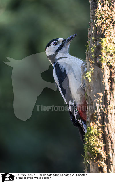 Buntspecht / great spotted woodpecker / WS-09426