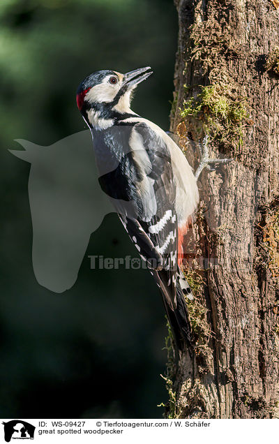 great spotted woodpecker / WS-09427