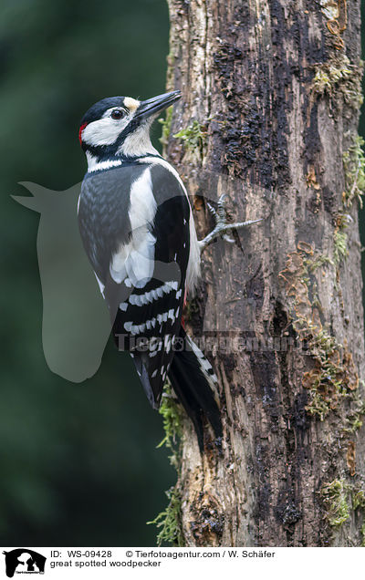 Buntspecht / great spotted woodpecker / WS-09428