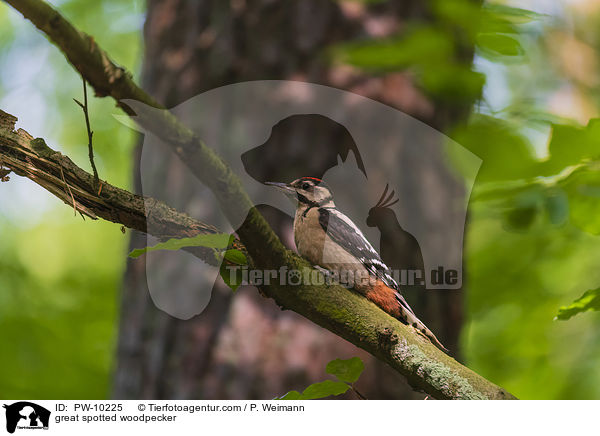 Buntspecht / great spotted woodpecker / PW-10225