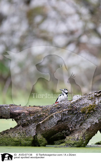 Buntspecht / great spotted woodpecker / AVD-07138