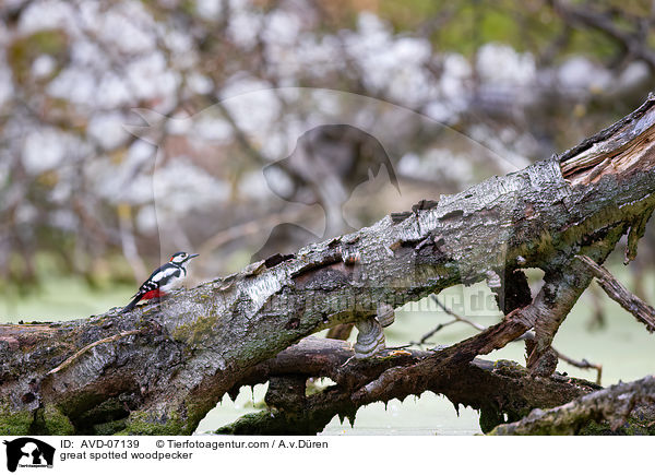 Buntspecht / great spotted woodpecker / AVD-07139