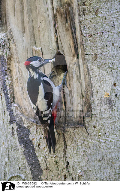 Buntspecht / great spotted woodpecker / WS-09582