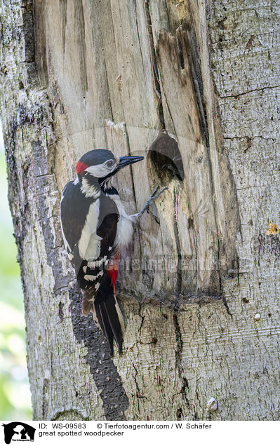 great spotted woodpecker / WS-09583