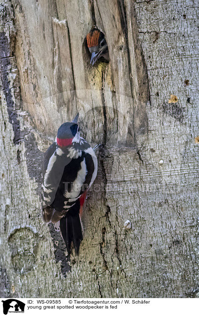 junger Buntspecht wird gefttert / young great spotted woodpecker is fed / WS-09585