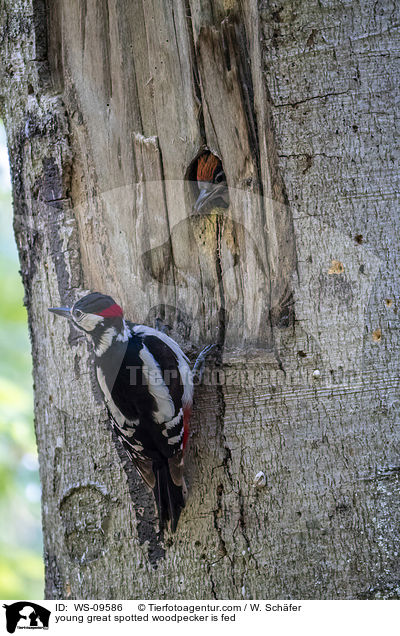 junger Buntspecht wird gefttert / young great spotted woodpecker is fed / WS-09586