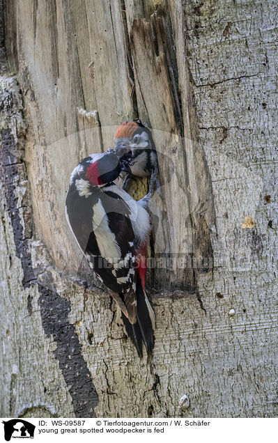 junger Buntspecht wird gefttert / young great spotted woodpecker is fed / WS-09587