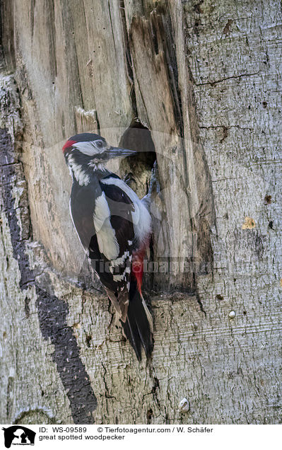 great spotted woodpecker / WS-09589
