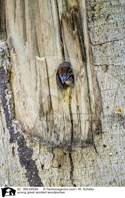 young great spotted woodpecker / WS-09590