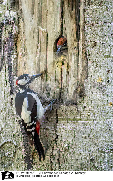 young great spotted woodpecker / WS-09591