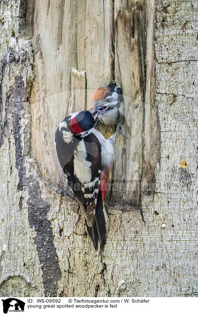 junger Buntspecht wird gefttert / young great spotted woodpecker is fed / WS-09592