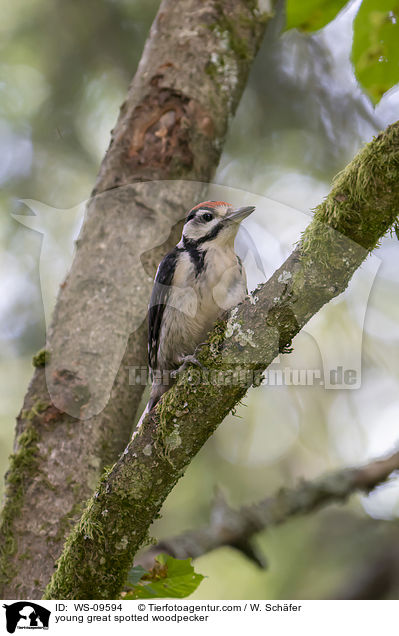 junger Buntspecht / young great spotted woodpecker / WS-09594