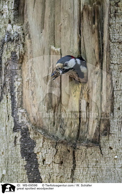 great spotted woodpecker / WS-09596