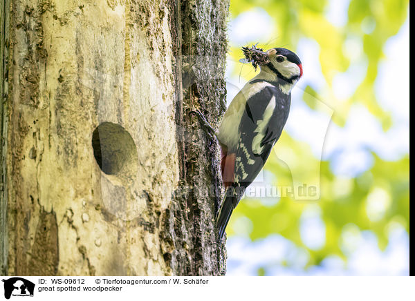 great spotted woodpecker / WS-09612