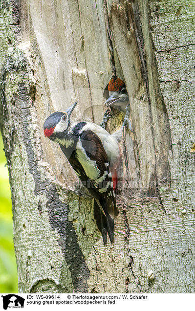 junger Buntspecht wird gefttert / young great spotted woodpecker is fed / WS-09614