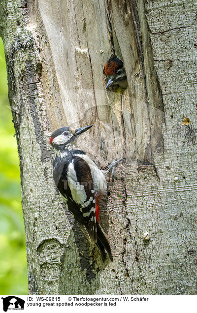 junger Buntspecht wird gefttert / young great spotted woodpecker is fed / WS-09615