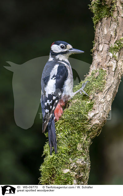Buntspecht / great spotted woodpecker / WS-09770