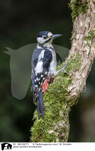 Buntspecht / great spotted woodpecker / WS-09771