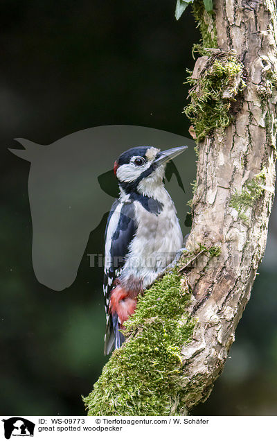 Buntspecht / great spotted woodpecker / WS-09773
