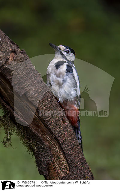 Buntspecht / great spotted woodpecker / WS-09781