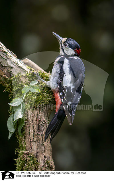 Buntspecht / great spotted woodpecker / WS-09785