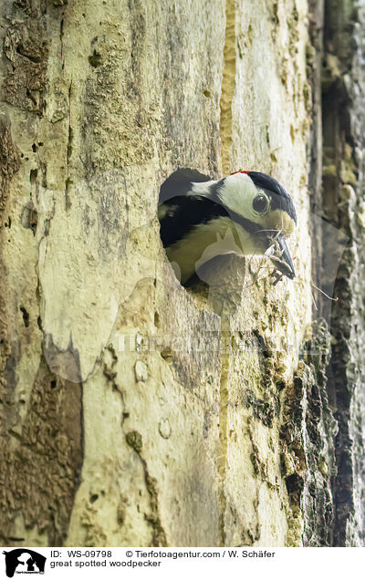 great spotted woodpecker / WS-09798