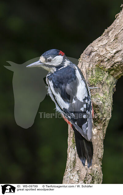 great spotted woodpecker / WS-09799