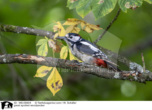 Buntspecht / great spotted woodpecker / WS-09804