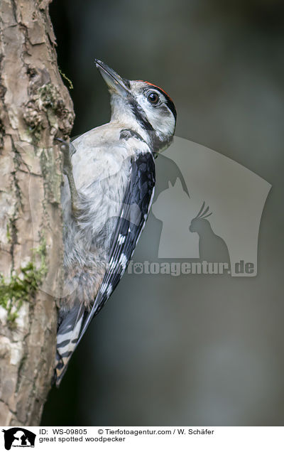 Buntspecht / great spotted woodpecker / WS-09805
