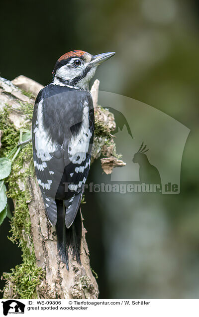 Buntspecht / great spotted woodpecker / WS-09806