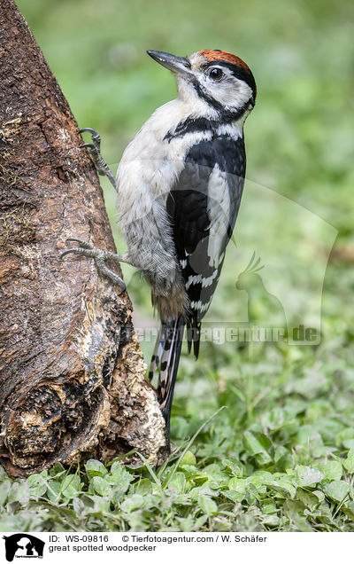 Buntspecht / great spotted woodpecker / WS-09816