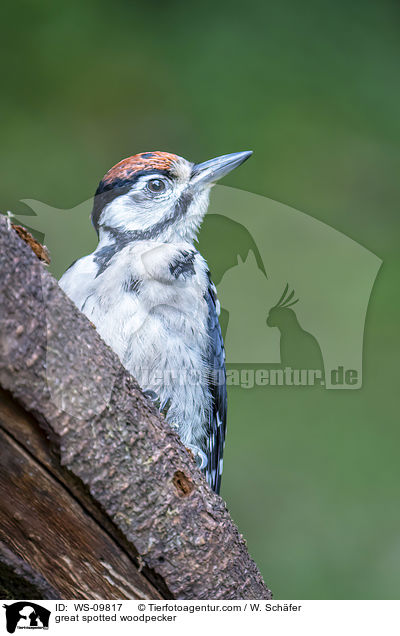 Buntspecht / great spotted woodpecker / WS-09817