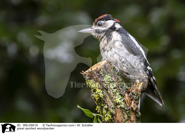 Buntspecht / great spotted woodpecker / WS-09818