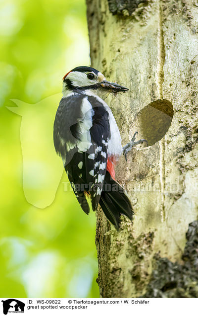 Buntspecht / great spotted woodpecker / WS-09822