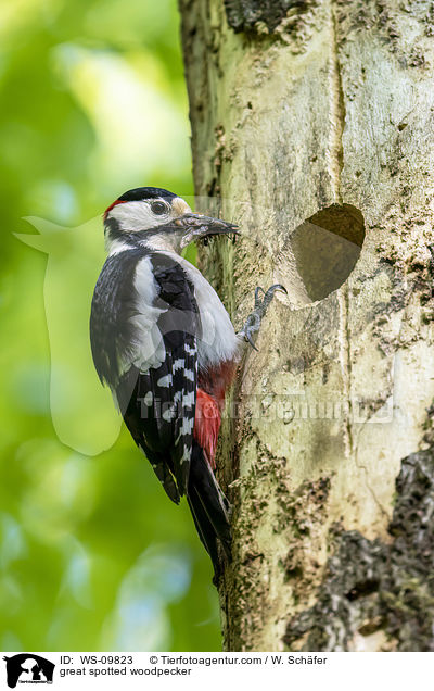 great spotted woodpecker / WS-09823