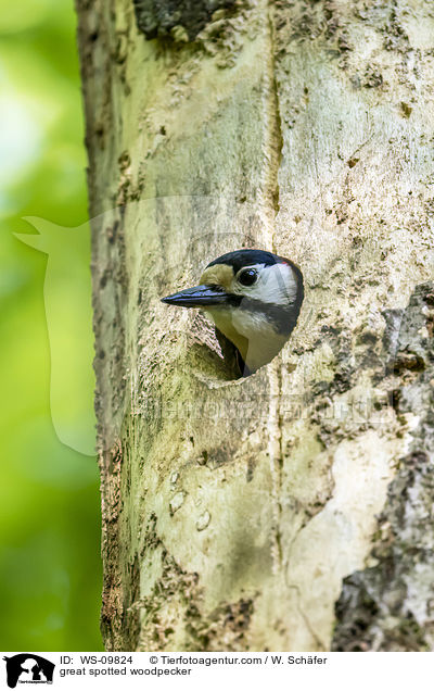 Buntspecht / great spotted woodpecker / WS-09824