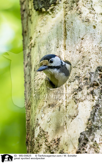Buntspecht / great spotted woodpecker / WS-09825