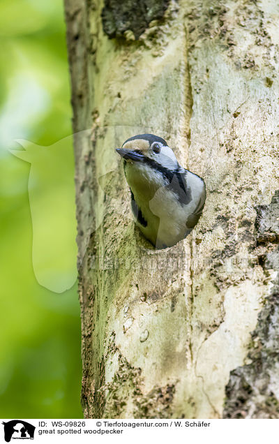 Buntspecht / great spotted woodpecker / WS-09826