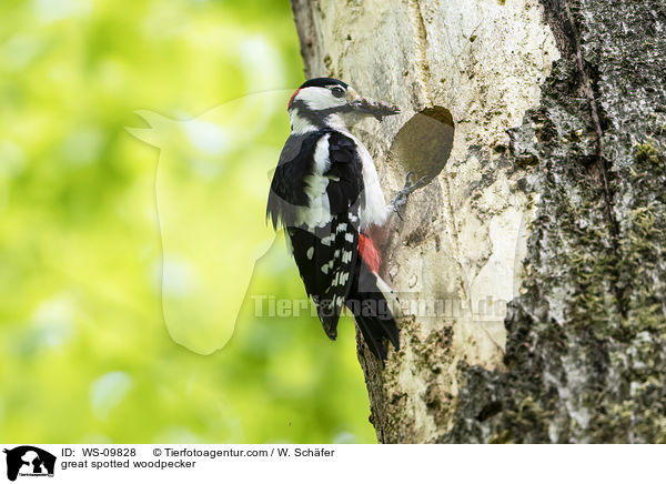 Buntspecht / great spotted woodpecker / WS-09828