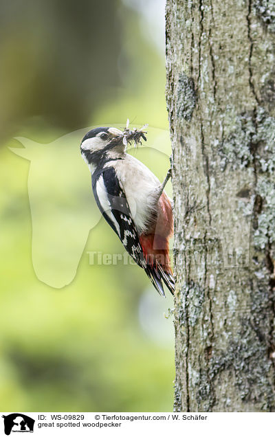 Buntspecht / great spotted woodpecker / WS-09829