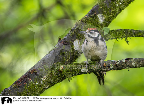 Buntspecht / great spotted woodpecker / WS-09832