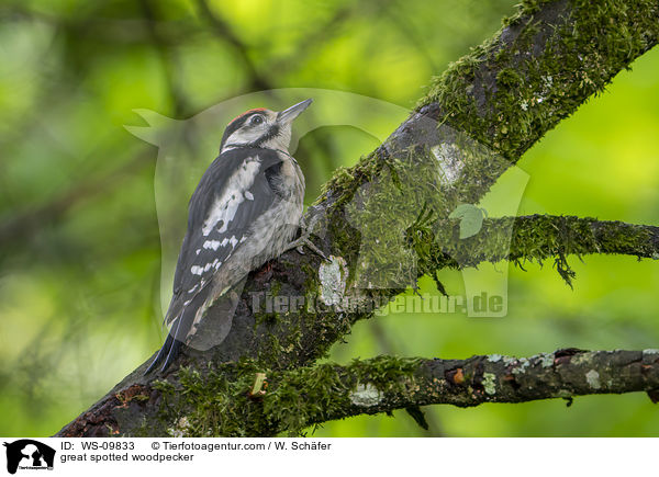 Buntspecht / great spotted woodpecker / WS-09833
