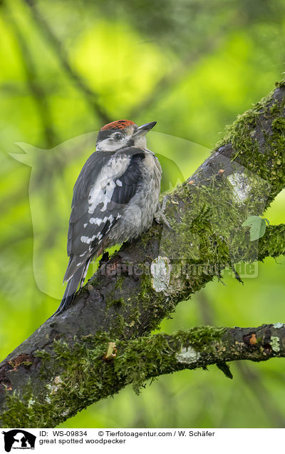 Buntspecht / great spotted woodpecker / WS-09834