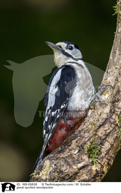 Buntspecht / great spotted woodpecker / WS-09836
