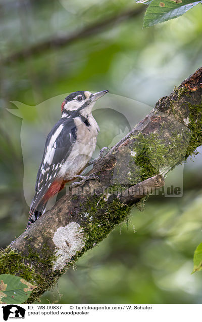 Buntspecht / great spotted woodpecker / WS-09837