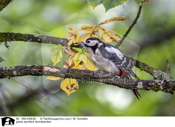 great spotted woodpecker / WS-09838