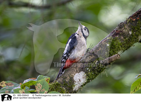 great spotted woodpecker / WS-09840