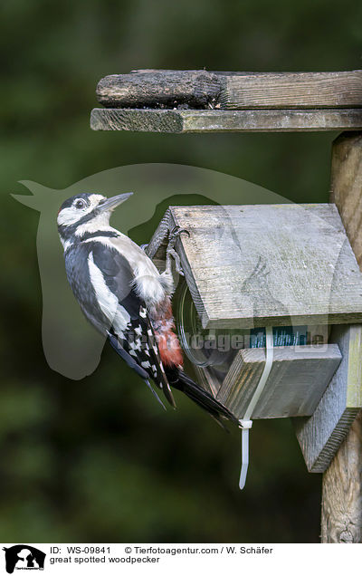 Buntspecht / great spotted woodpecker / WS-09841