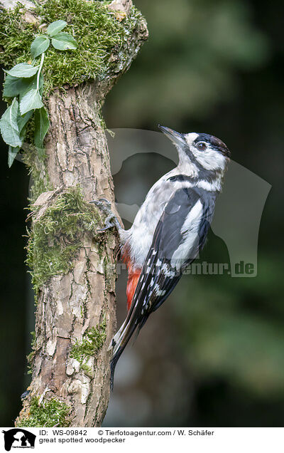 Buntspecht / great spotted woodpecker / WS-09842