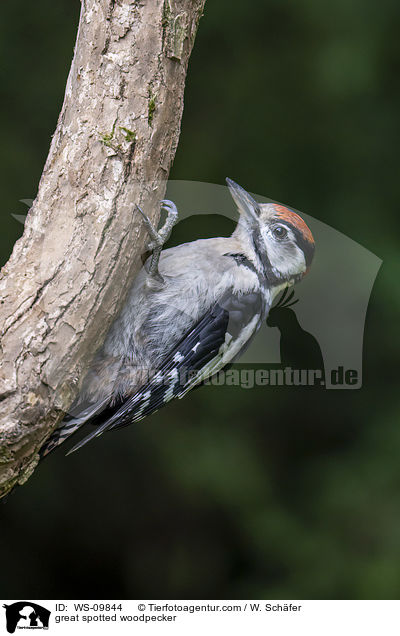 Buntspecht / great spotted woodpecker / WS-09844